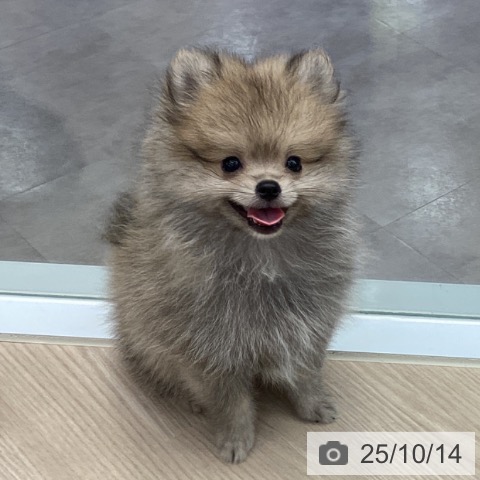 ポメラニアンの写真