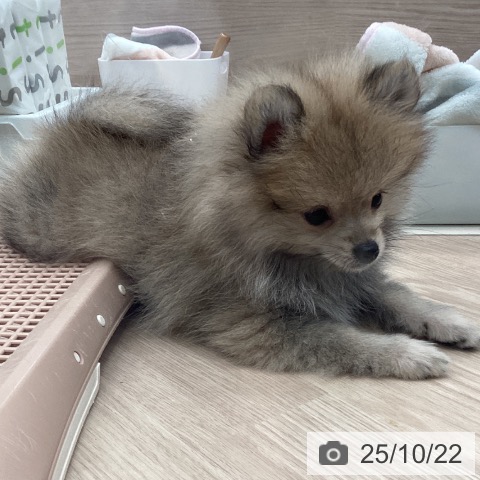 ポメラニアンの写真