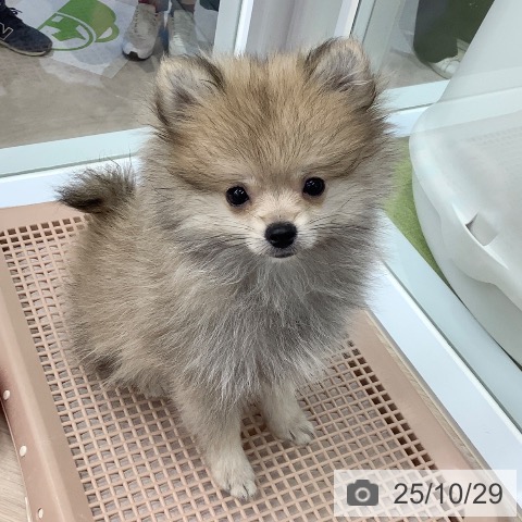 ポメラニアンの写真