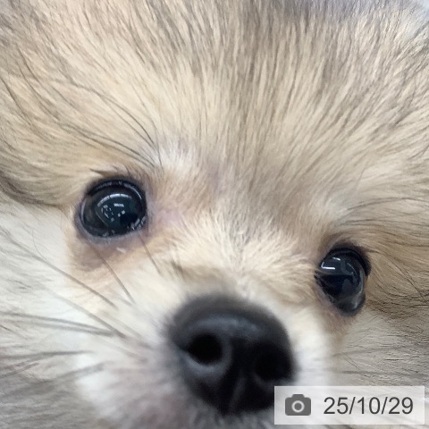 ポメラニアンの写真