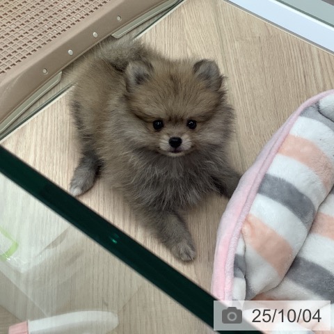 ポメラニアンの写真