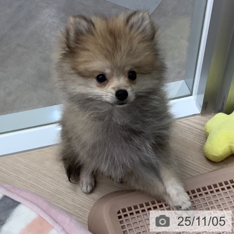 ポメラニアンの写真