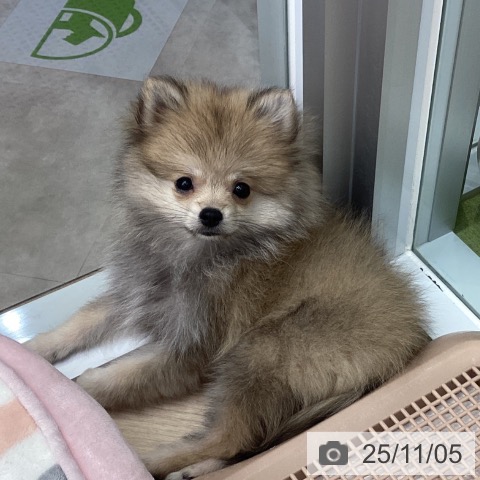ポメラニアンの写真