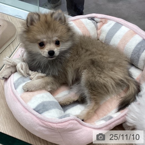 ポメラニアンの写真