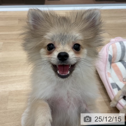 ポメラニアンの写真