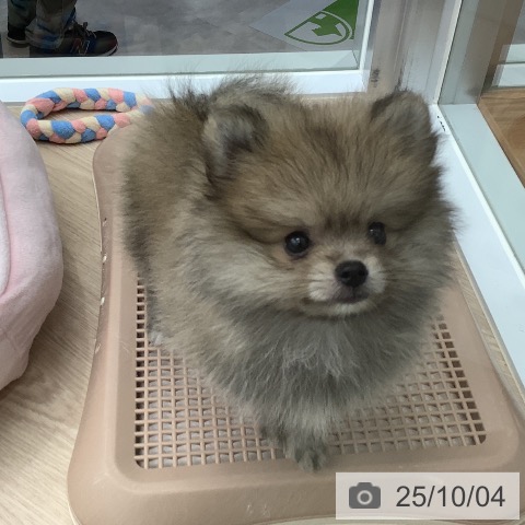 ポメラニアンの写真