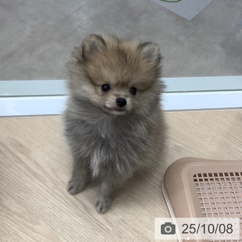 ポメラニアンの写真