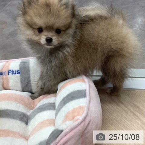 ポメラニアンの写真