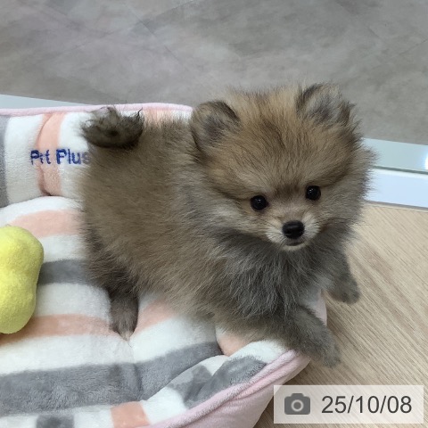 群馬県のポメラニアン (ペットプラス イオンモール太田店/2025年8月2日生まれ/男の子/ウルフセーブル)の子犬の4枚目の画像