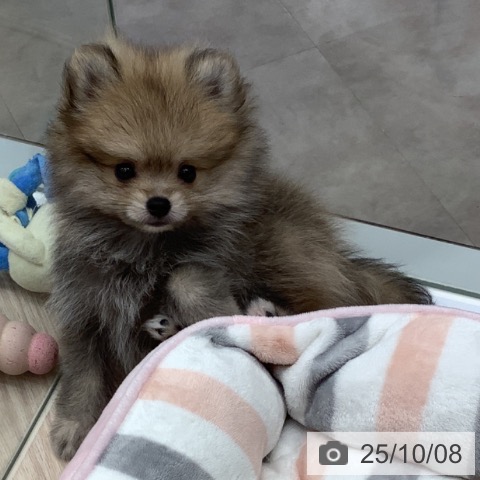 群馬県のポメラニアン (ペットプラス イオンモール太田店/2025年8月2日生まれ/男の子/ウルフセーブル)の子犬の3枚目の画像