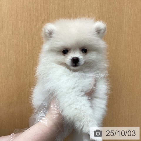 ポメラニアンの写真
