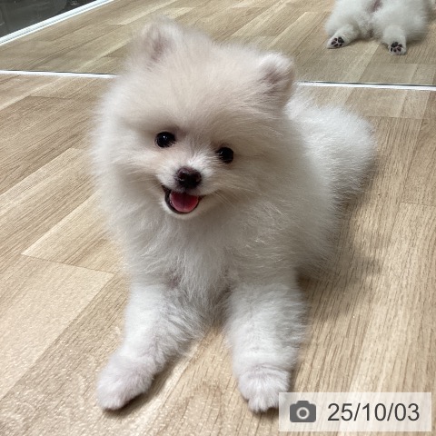 ポメラニアンの写真