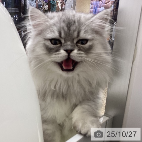 ペルシャの写真