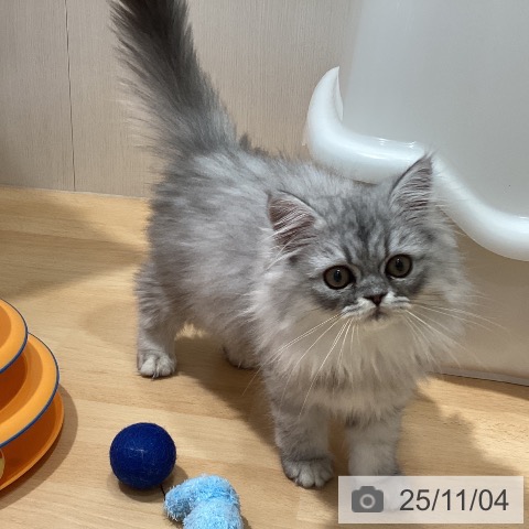 ペルシャの写真