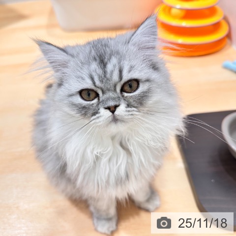 ペルシャの写真