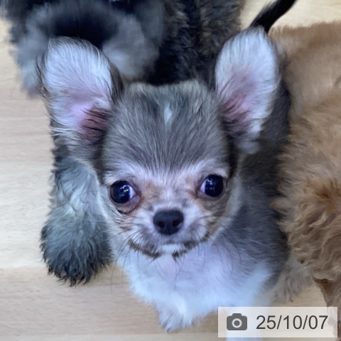 チワワの写真
