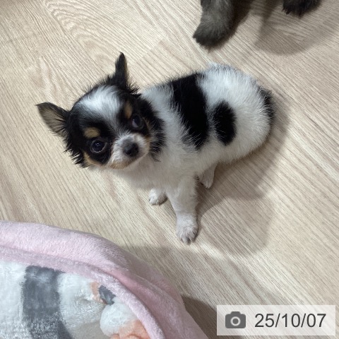 チワワの写真
