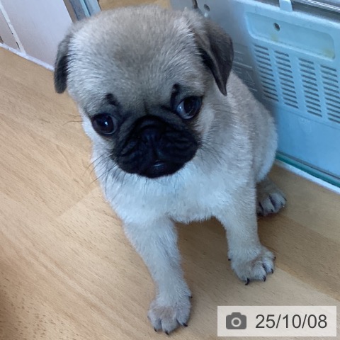 パグの写真