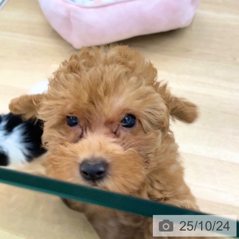 トイ・プードルの写真