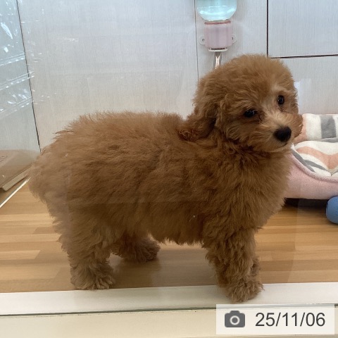 トイ・プードルの写真