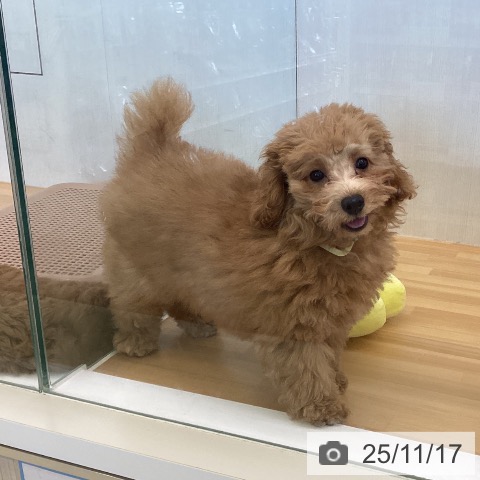 トイ・プードルの写真