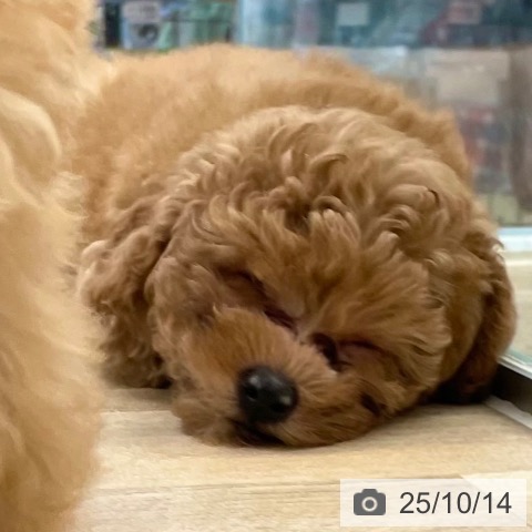 トイ・プードルの写真