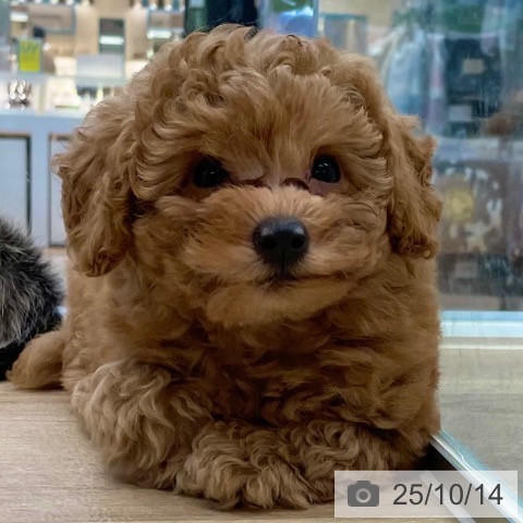 トイ・プードルの写真