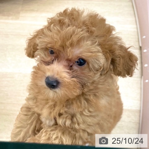 トイ・プードルの写真