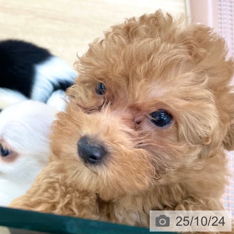 トイ・プードルの写真