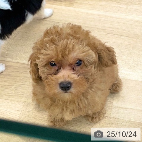 トイ・プードルの写真