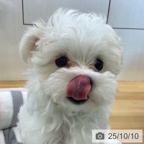 マルチーズの写真
