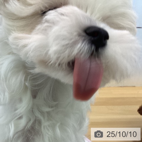 マルチーズの写真