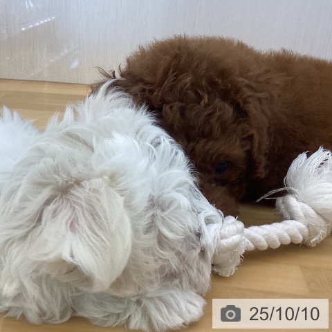 マルチーズの写真
