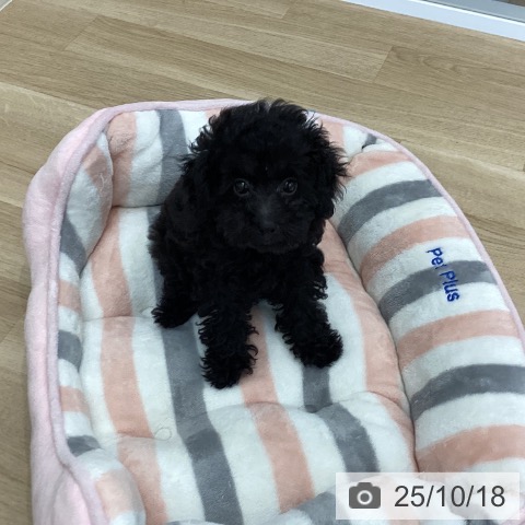 神奈川県のトイプードル(トイ) (ペットプラス 海老名店/2025年8月5日生まれ/男の子/ブラック)の子犬の3枚目の画像