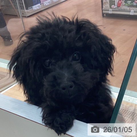 神奈川県のトイプードル(トイ) (ペットプラス 海老名店/2025年8月5日生まれ/男の子/ブラック)の子犬の3枚目の画像