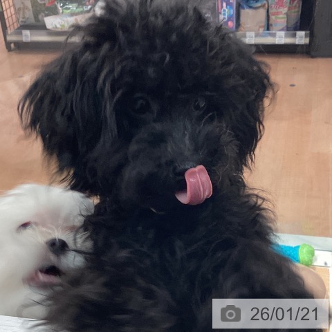 神奈川県のトイプードル(トイ) (ペットプラス 海老名店/2025年8月5日生まれ/男の子/ブラック)の子犬の3枚目の画像