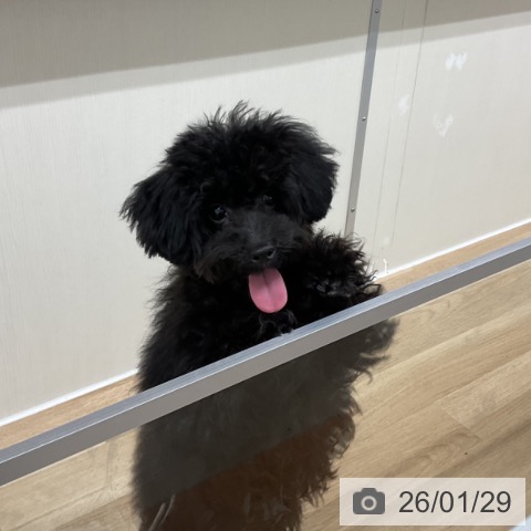 神奈川県のトイプードル(トイ) (ペットプラス アミーゴ藤沢店/2025年8月5日生まれ/男の子/ブラック)の子犬の3枚目の画像