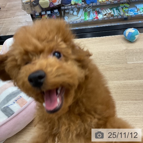 神奈川県のトイプードル(トイ) (ペットプラス 相模原並木店/2025年8月8日生まれ/男の子/オレンジフォーン)の子犬の4枚目の画像