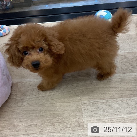 神奈川県のトイプードル(トイ) (ペットプラス 相模原並木店/2025年8月8日生まれ/男の子/オレンジフォーン)の子犬の3枚目の画像