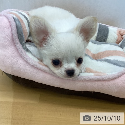 チワワの写真