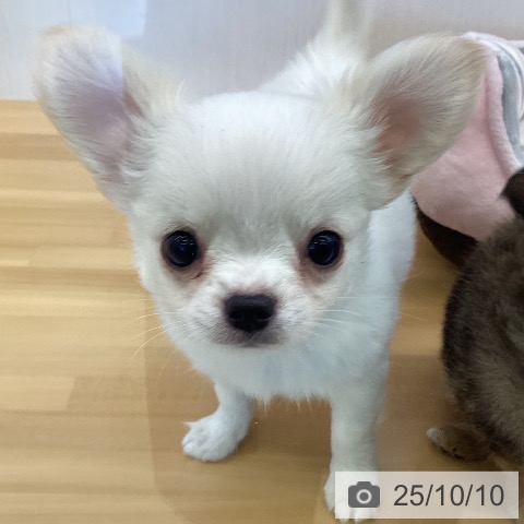 チワワの写真