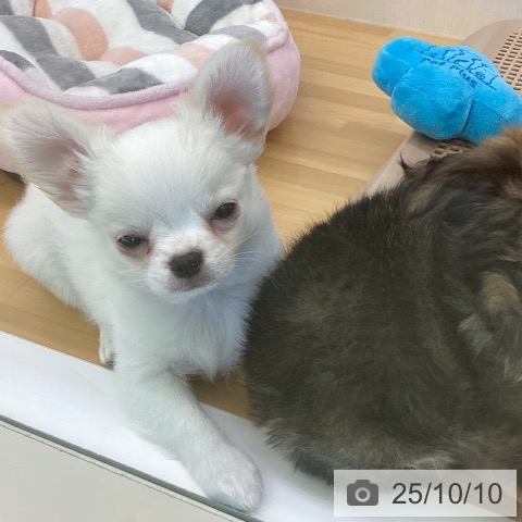 チワワの写真