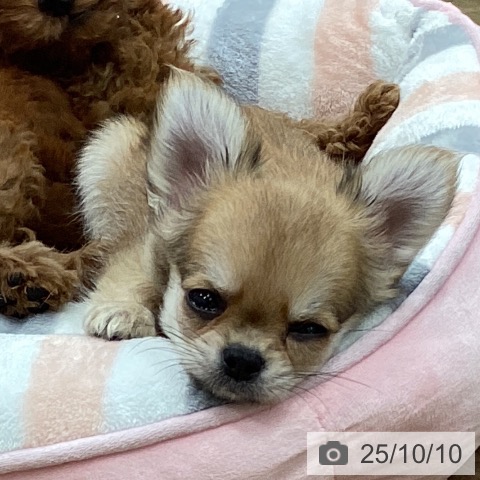 チワワの写真