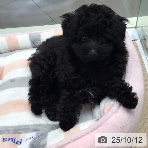 トイ・プードルの写真