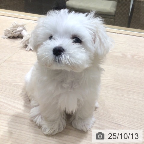 マルチーズの写真