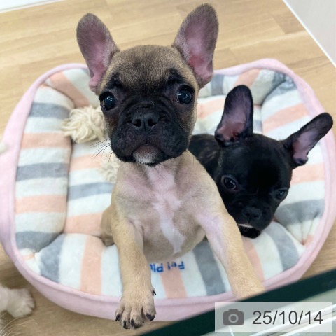 フレンチ・ブルドッグの写真
