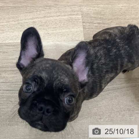 フレンチ・ブルドッグの写真