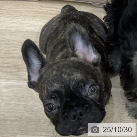 フレンチ・ブルドッグの写真