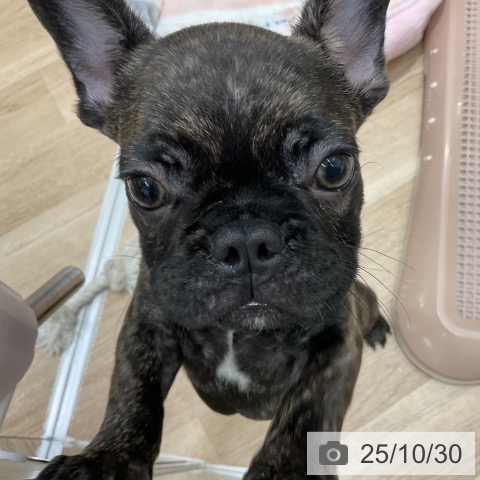 フレンチ・ブルドッグの写真