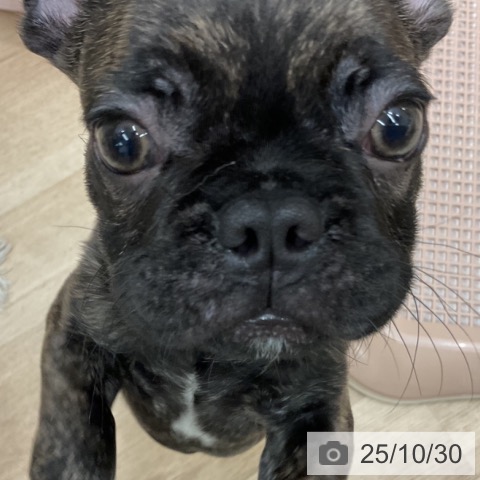 フレンチ・ブルドッグの写真